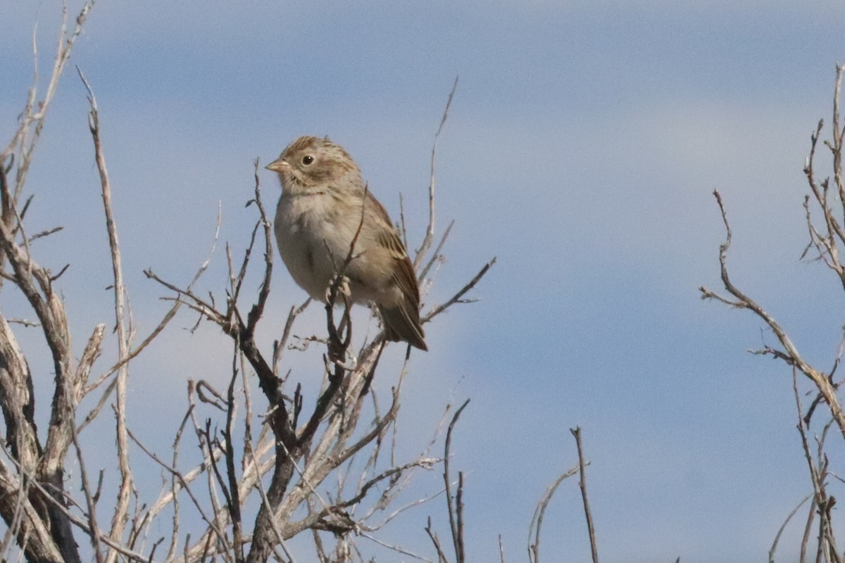 Brewer's Sparrow - ML640655860