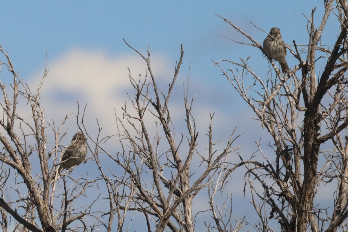 Brewer's Sparrow - ML640655863