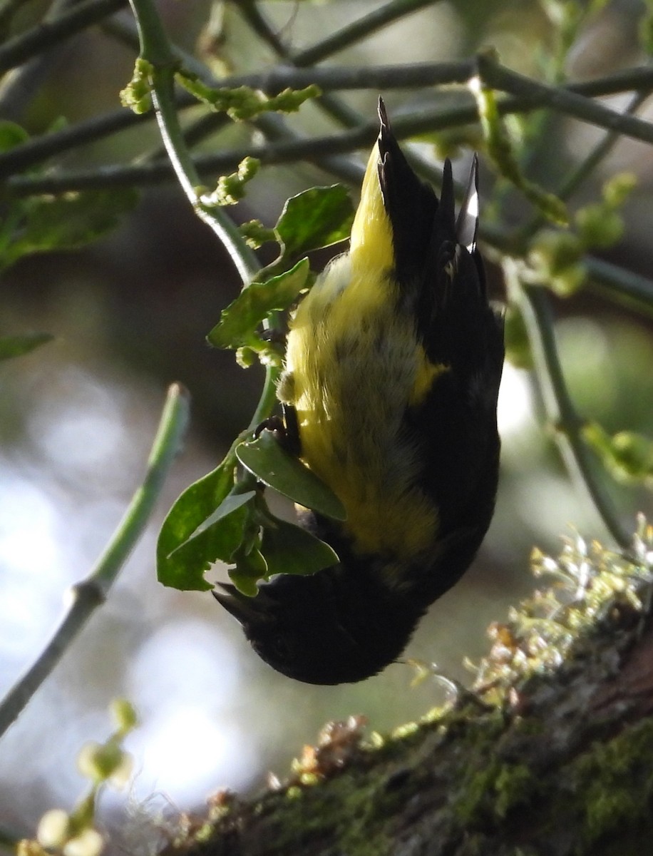 Yellow-bellied Siskin - ML640656004