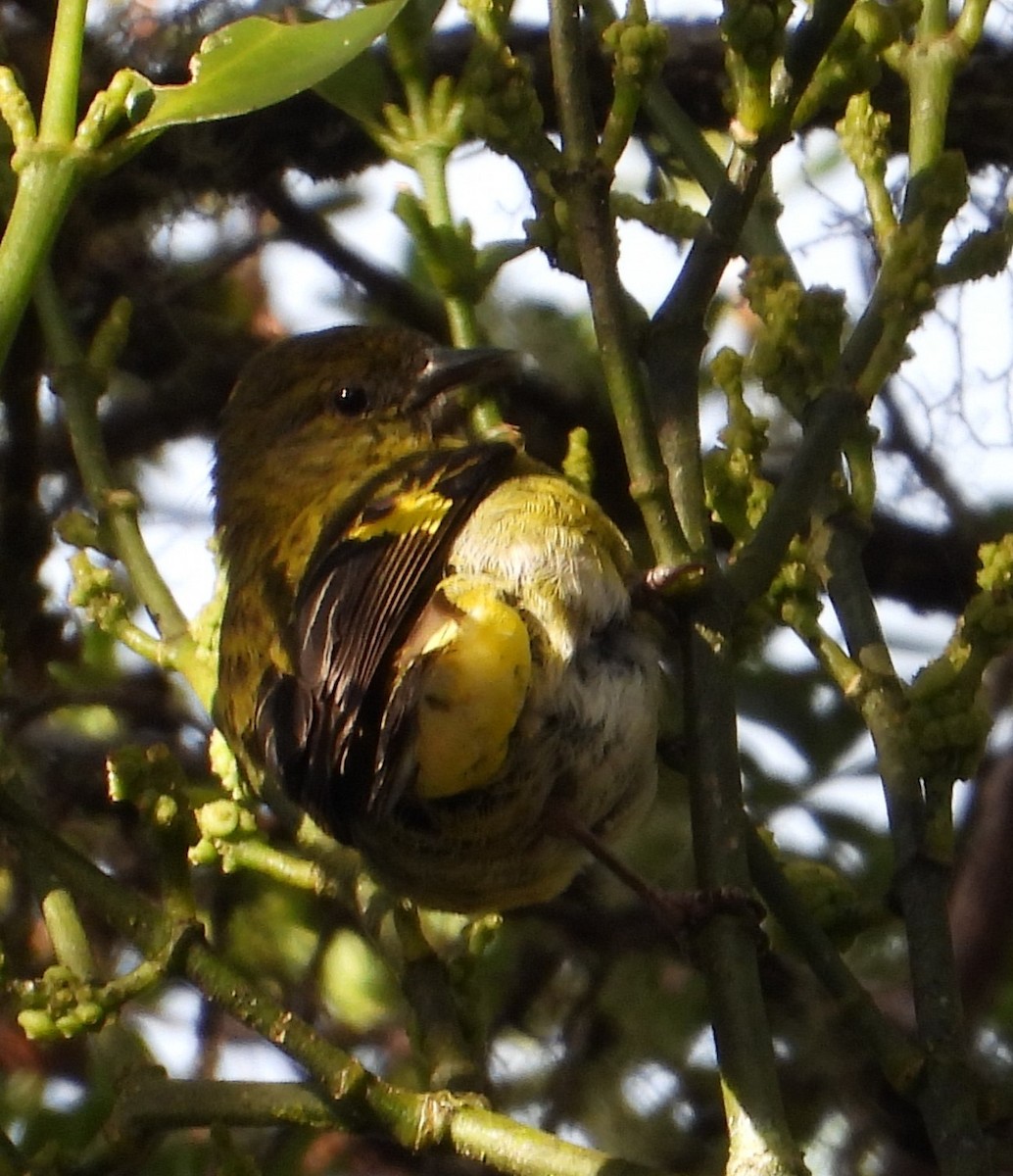 Yellow-bellied Siskin - ML640656005