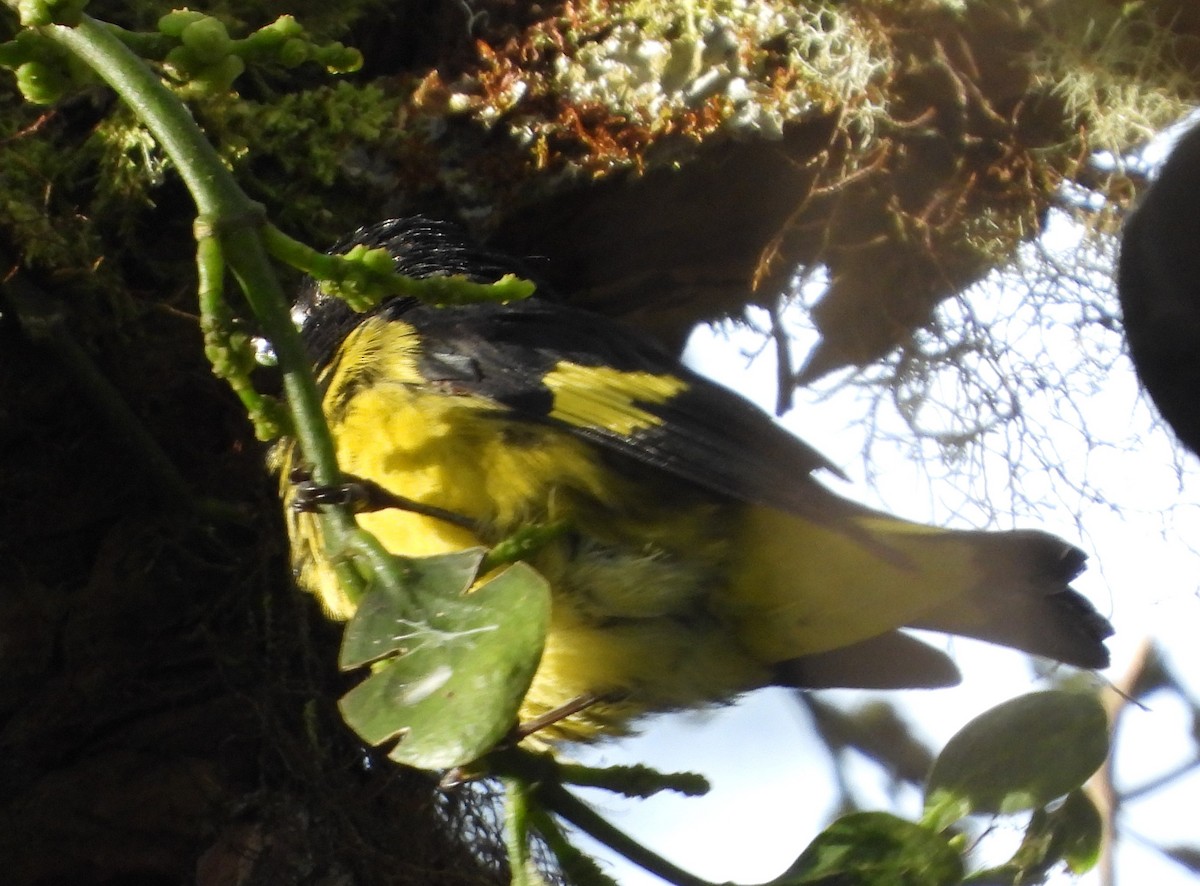 Yellow-bellied Siskin - ML640656006