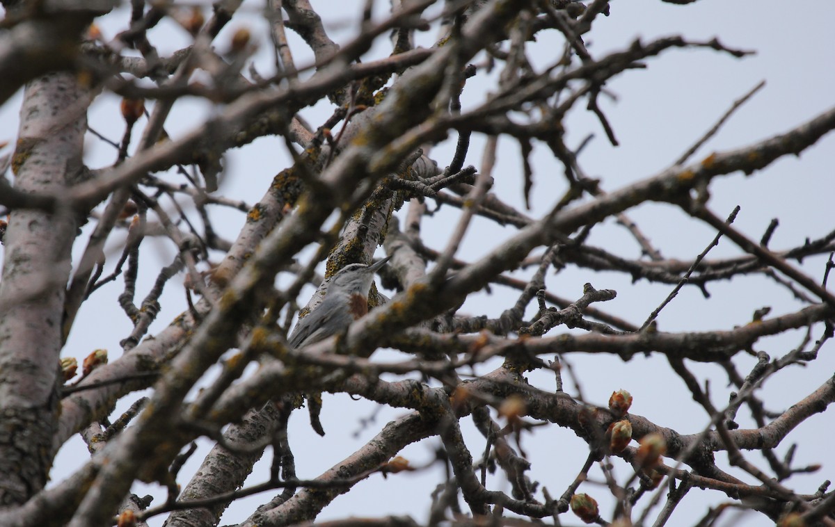 Krüper's Nuthatch - ML640656015