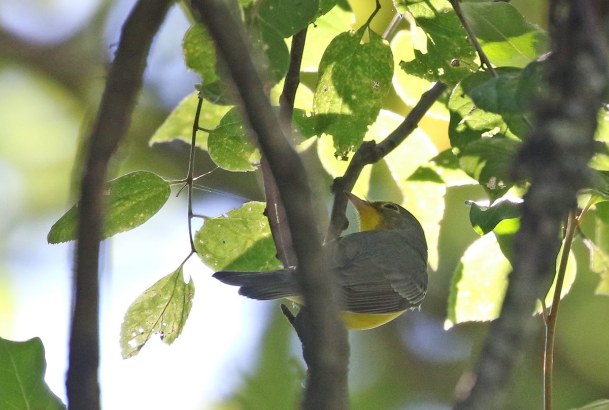 Canada Warbler - ML640656020