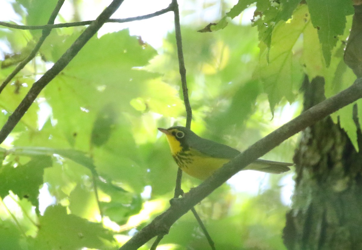 Canada Warbler - ML640656021