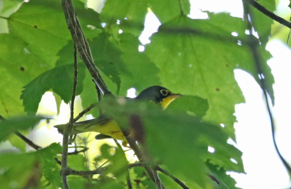 Canada Warbler - ML640656022