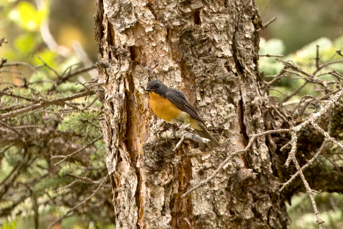 Slaty-backed Flycatcher - ML640656029