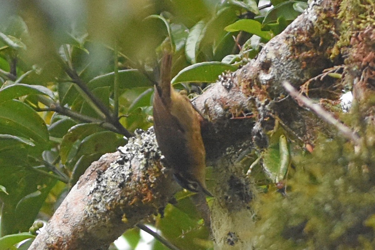 Blue-capped Ifrita - ML640656074
