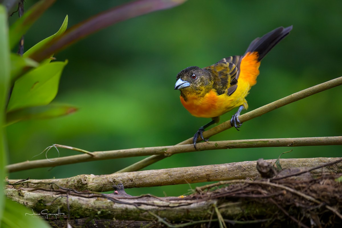Flame-rumped Tanager - ML640656079