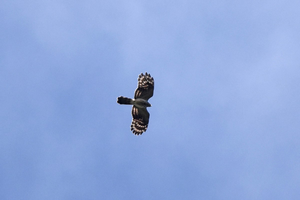 Long-tailed Honey-buzzard - ML640656080