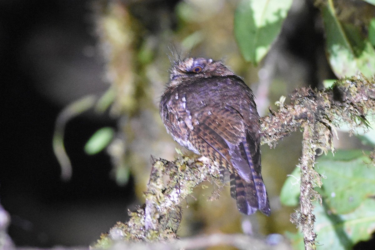 Mountain Owlet-nightjar - ML640656108