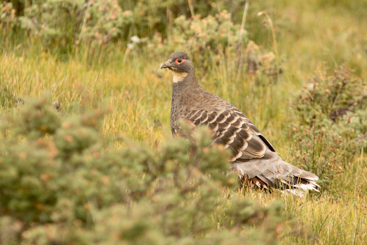 Buff-throated Monal-Partridge - ML640656132