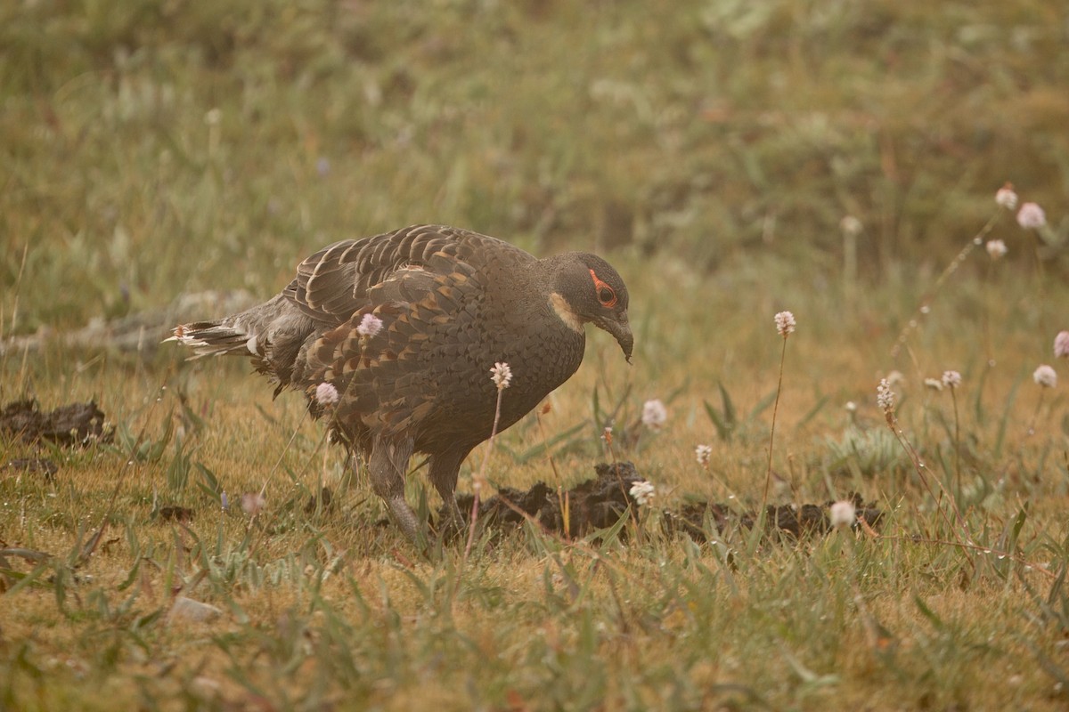 Buff-throated Monal-Partridge - ML640656141