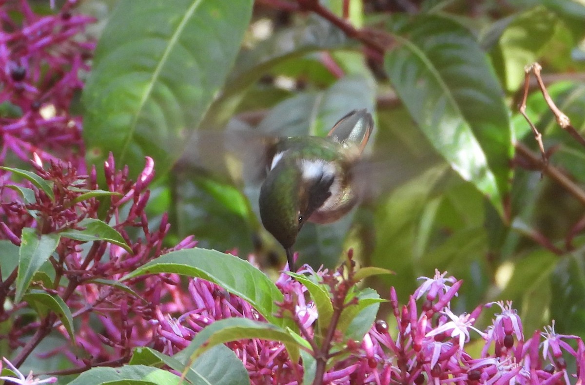 Volcano Hummingbird - ML640656145