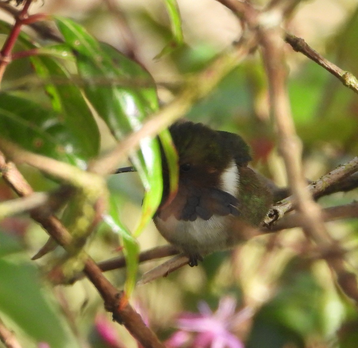 Volcano Hummingbird - ML640656146