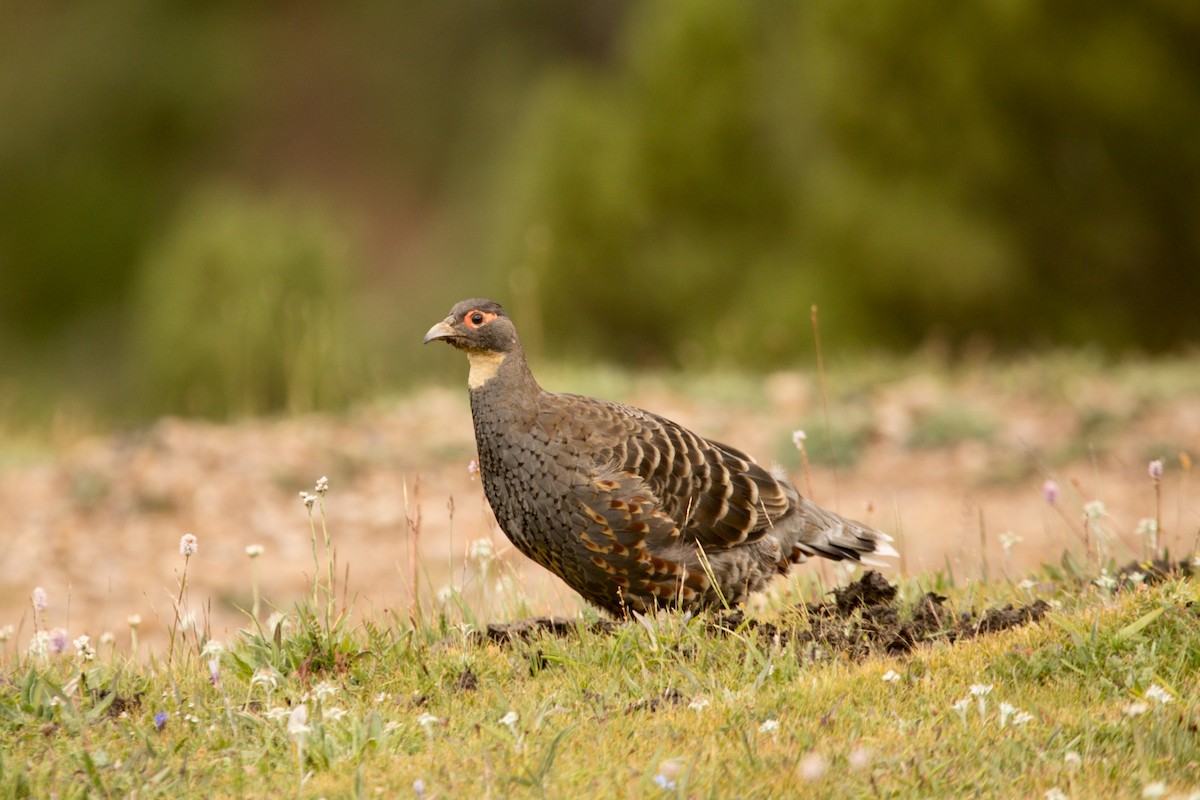 Buff-throated Monal-Partridge - ML640656157