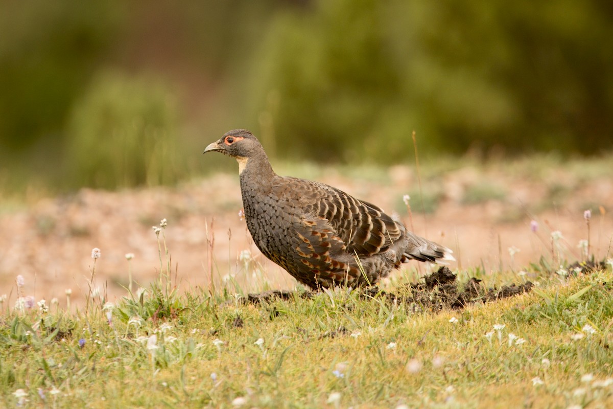 Buff-throated Monal-Partridge - ML640656158