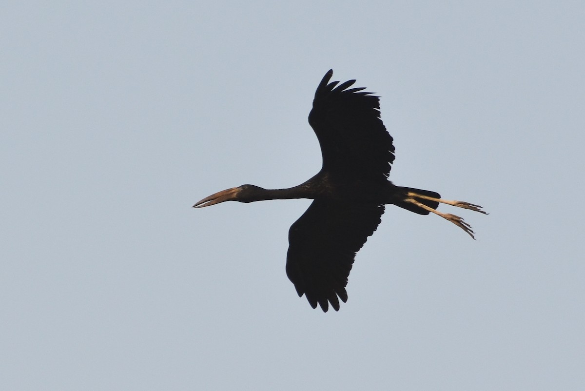 African Openbill - ML640656274