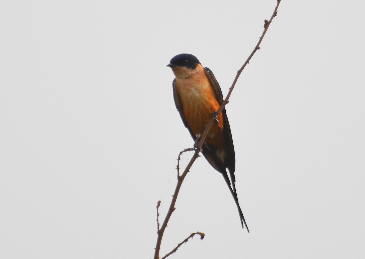 Rufous-chested Swallow - ML640656305