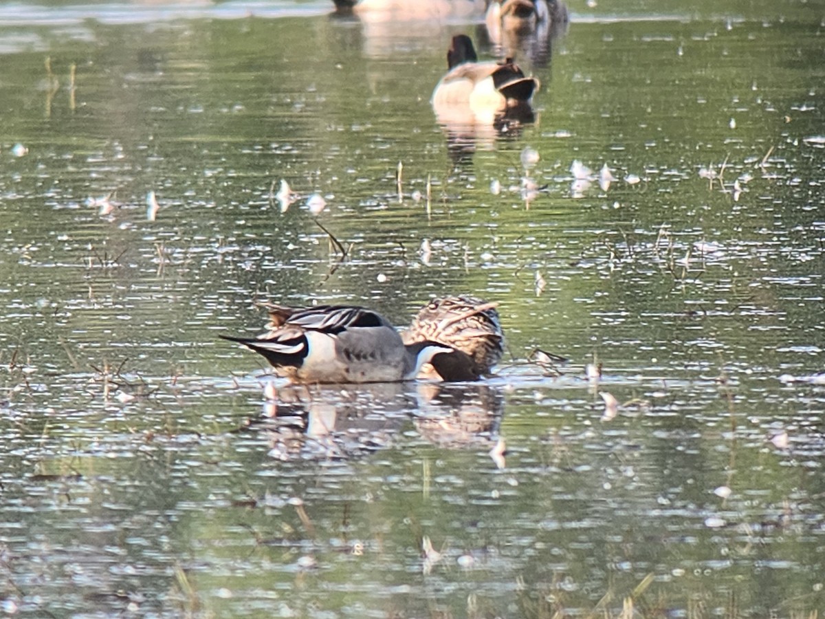 Canard pilet - ML640656397