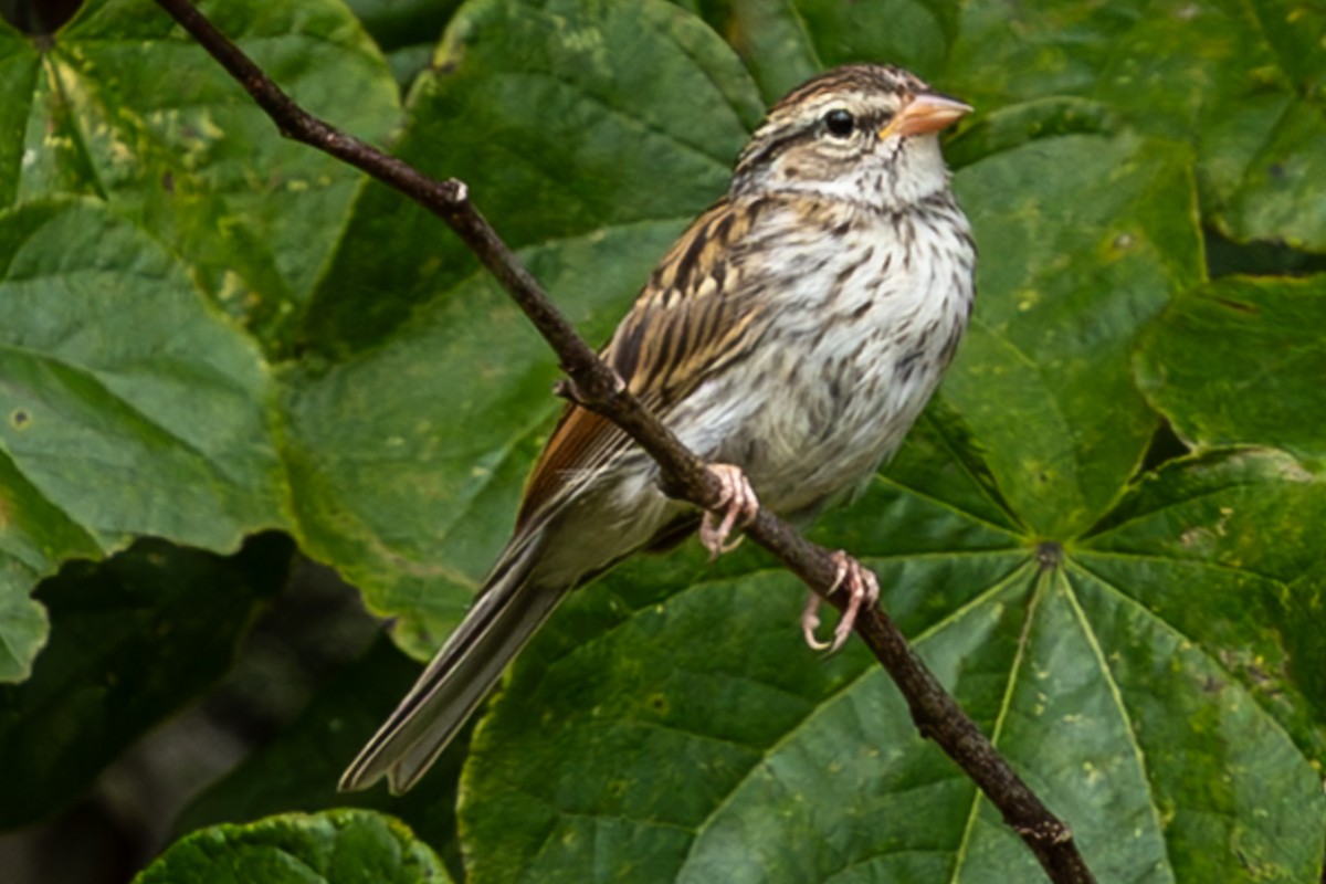 Chipping Sparrow - ML640656409