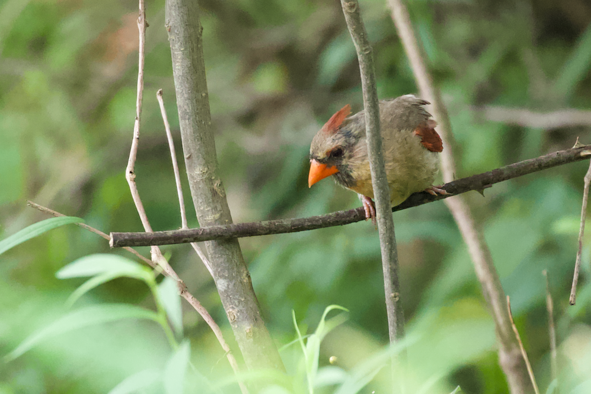 Northern Cardinal - ML640656424