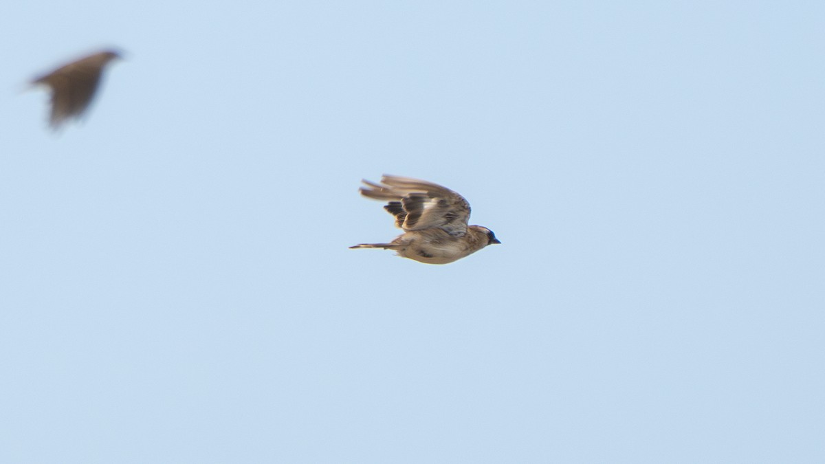 Blanford's Snowfinch - ML640656488