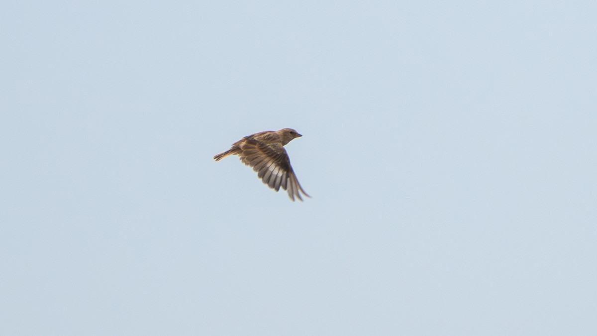 Blanford's Snowfinch - ML640656489