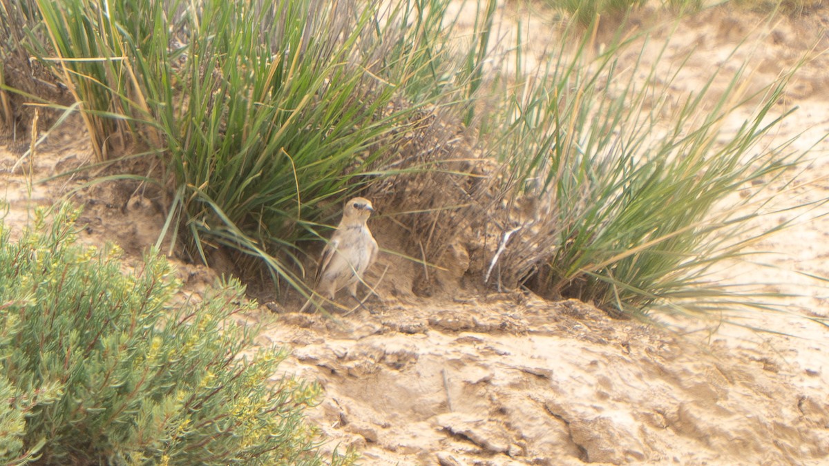 Blanford's Snowfinch - ML640656490