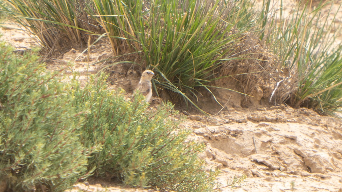 Blanford's Snowfinch - ML640656491