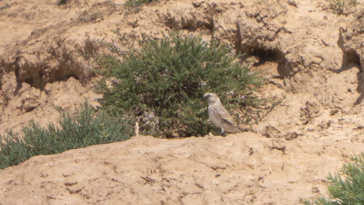 Blanford's Snowfinch - ML640656492