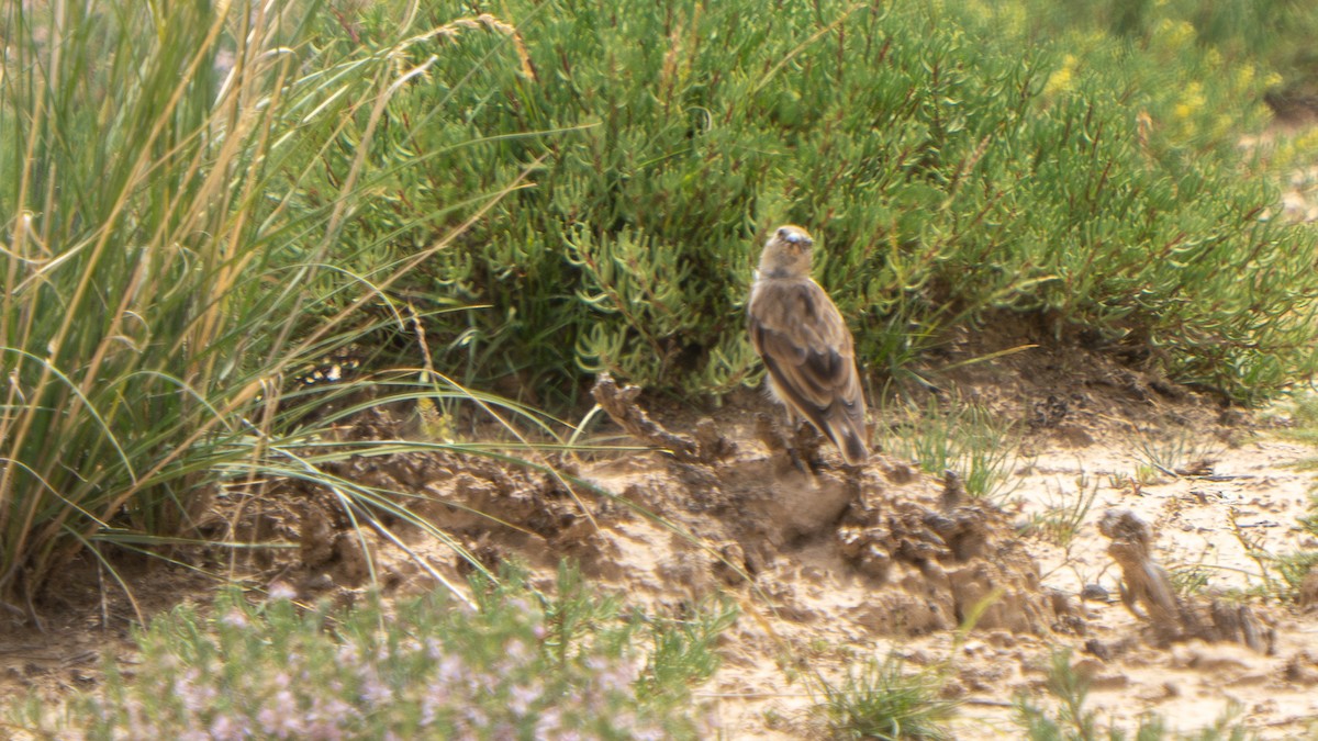 Blanford's Snowfinch - ML640656493