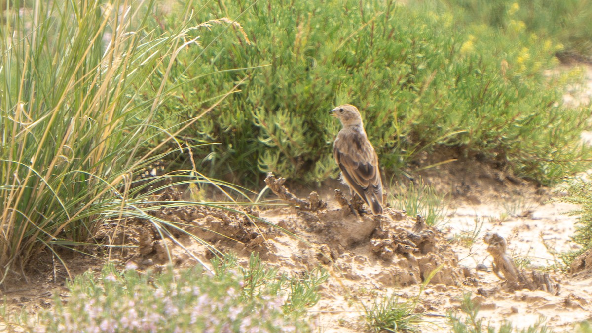 Blanford's Snowfinch - ML640656494