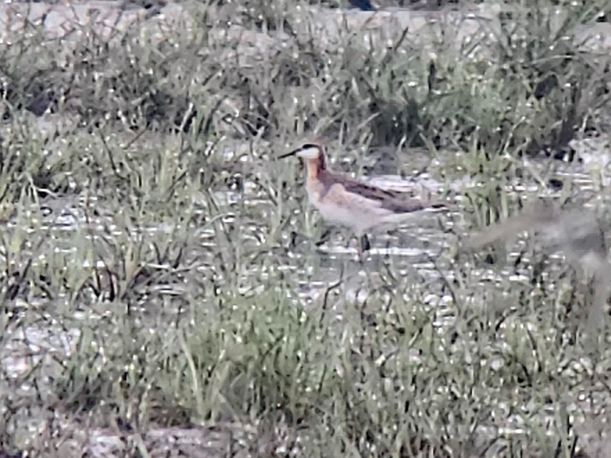 Phalarope de Wilson - ML640656498