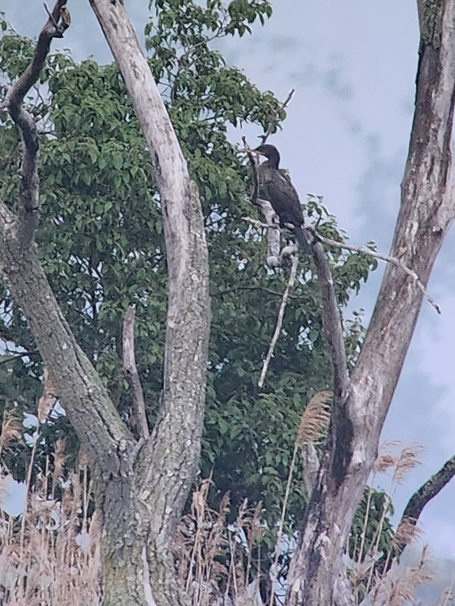 Cormoran vigua - ML640656500