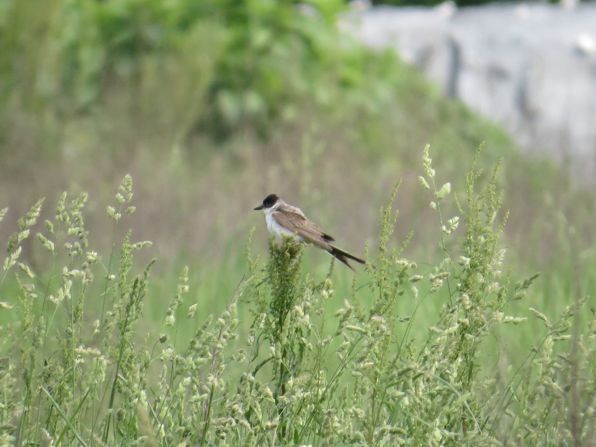 Fork-tailed Flycatcher (savana) - ML640656503