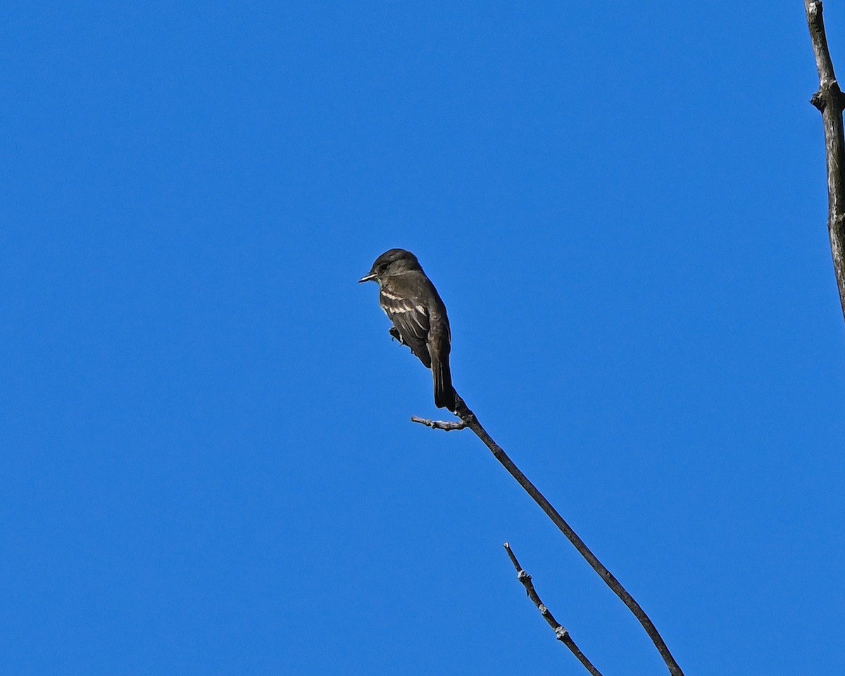 Alder Flycatcher - ML640656505