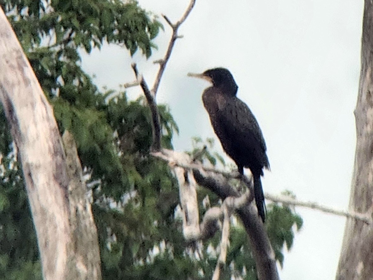 Cormoran vigua - ML640656519