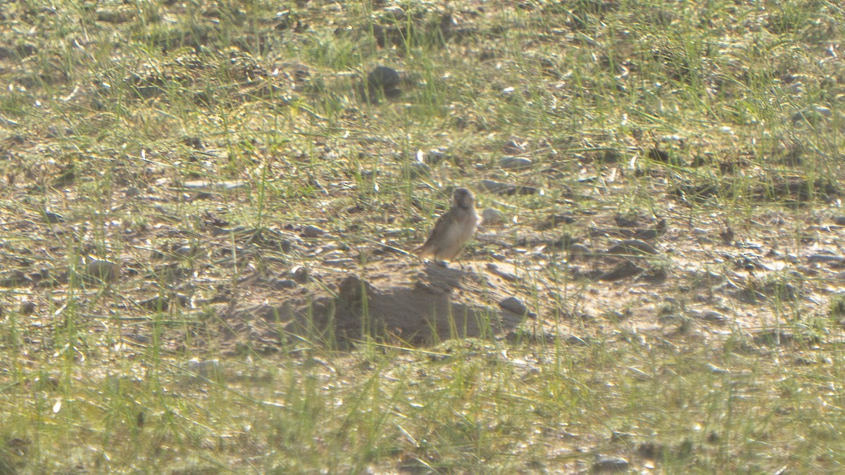 Pere David's Snowfinch - ML640656522