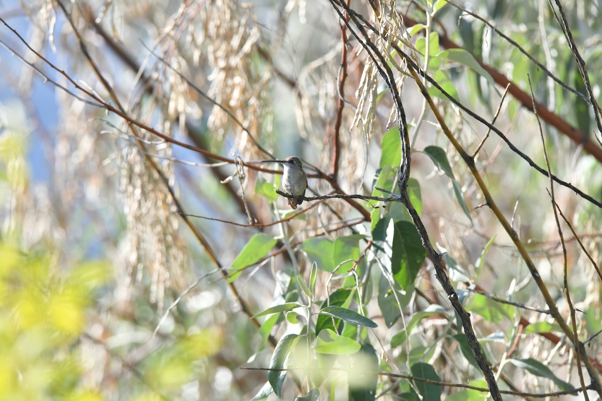 Black-chinned Hummingbird - ML640656610