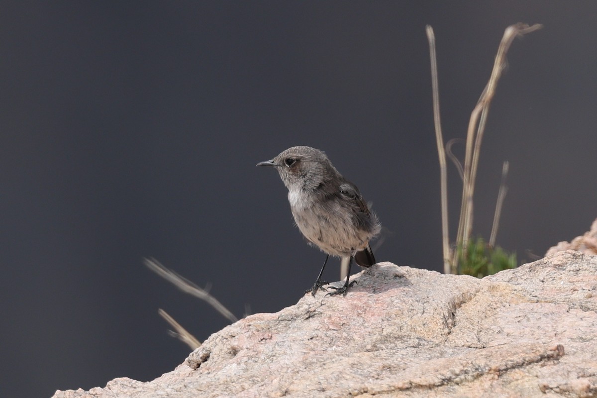 Arabian Wheatear - ML640656636
