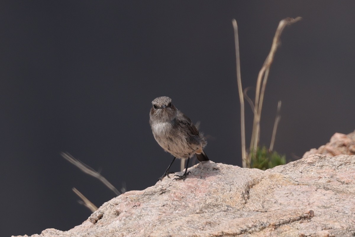 Arabian Wheatear - ML640656637