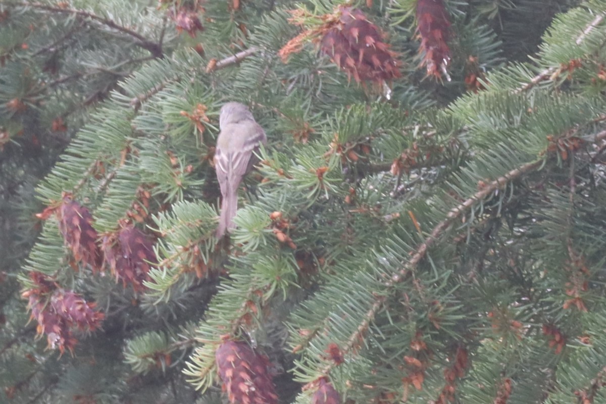Dusky Flycatcher - ML640656641