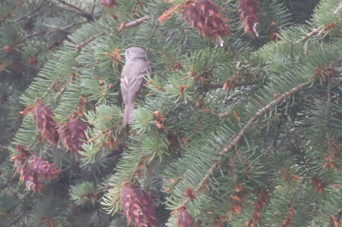 Dusky Flycatcher - ML640656642