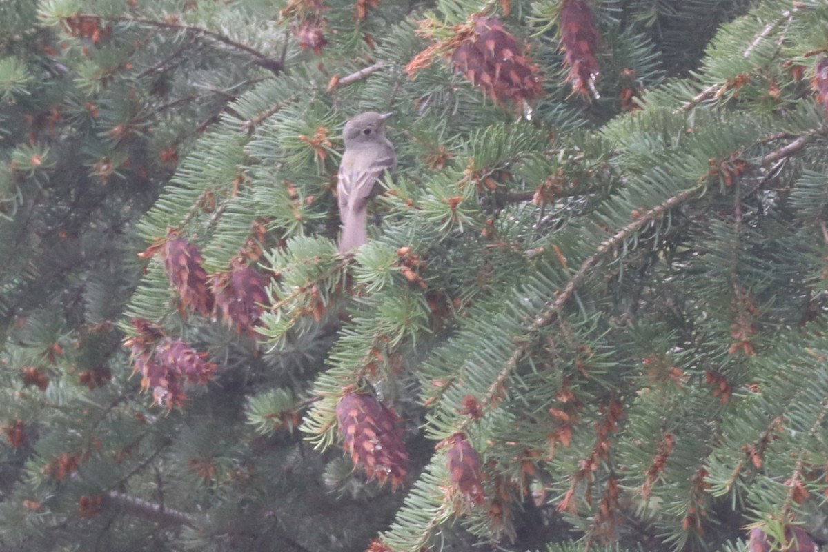 Dusky Flycatcher - ML640656643
