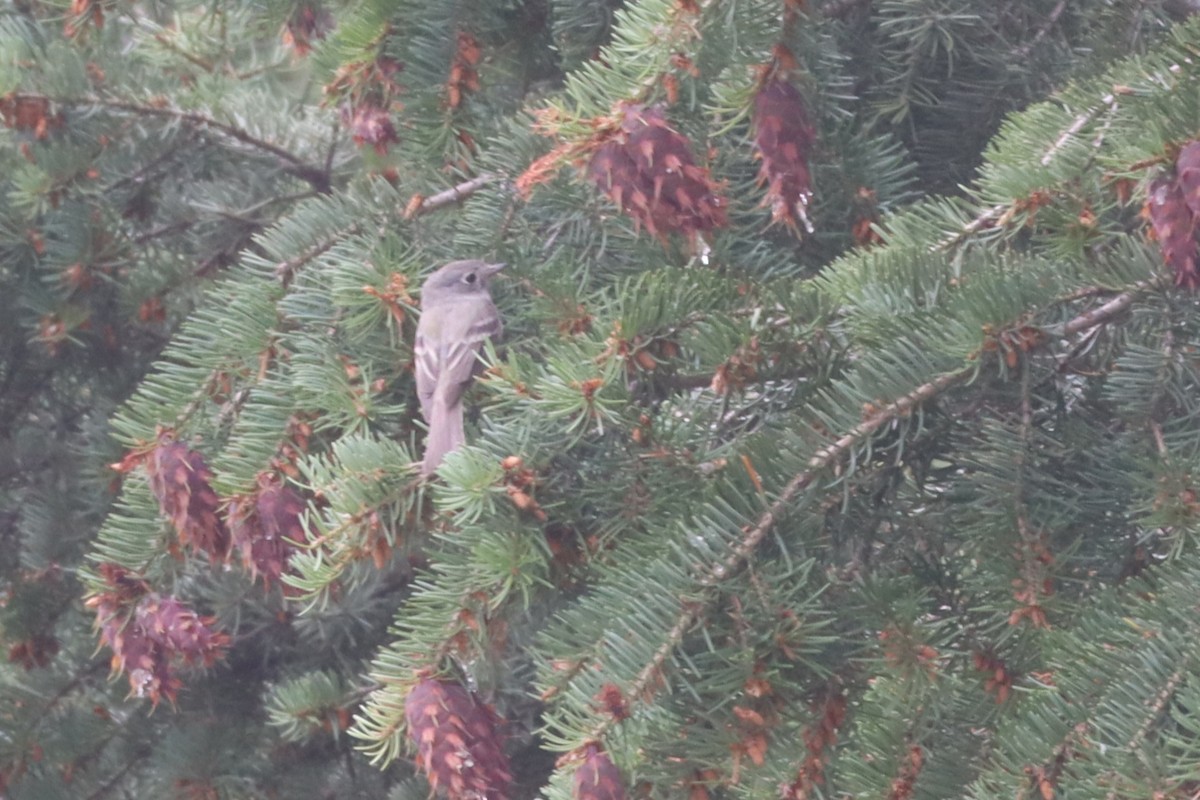 Dusky Flycatcher - ML640656644