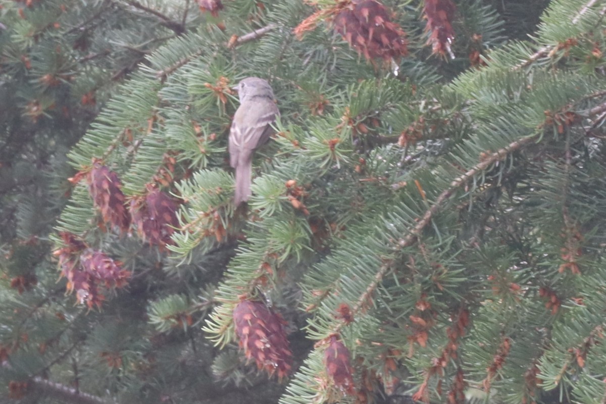 Dusky Flycatcher - ML640656645