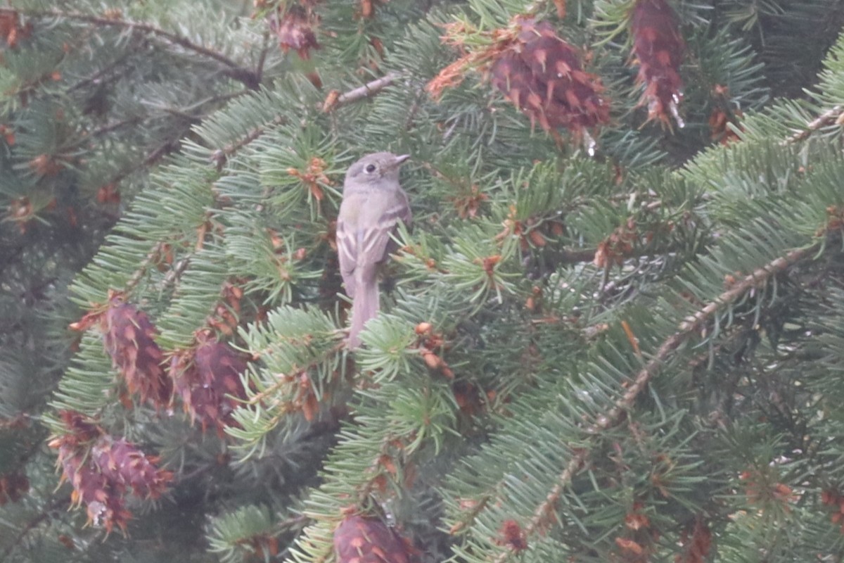 Dusky Flycatcher - ML640656646