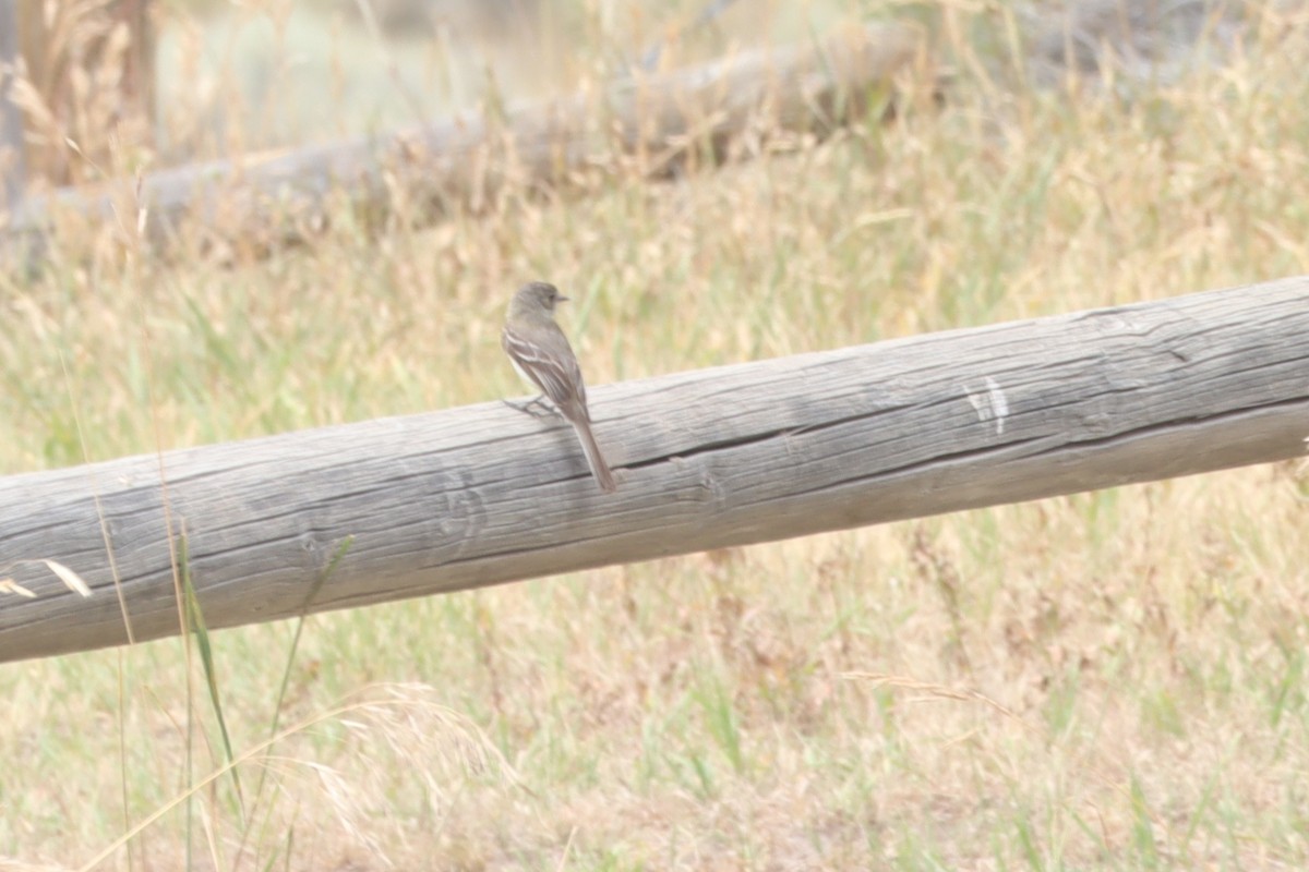 Dusky Flycatcher - ML640656731