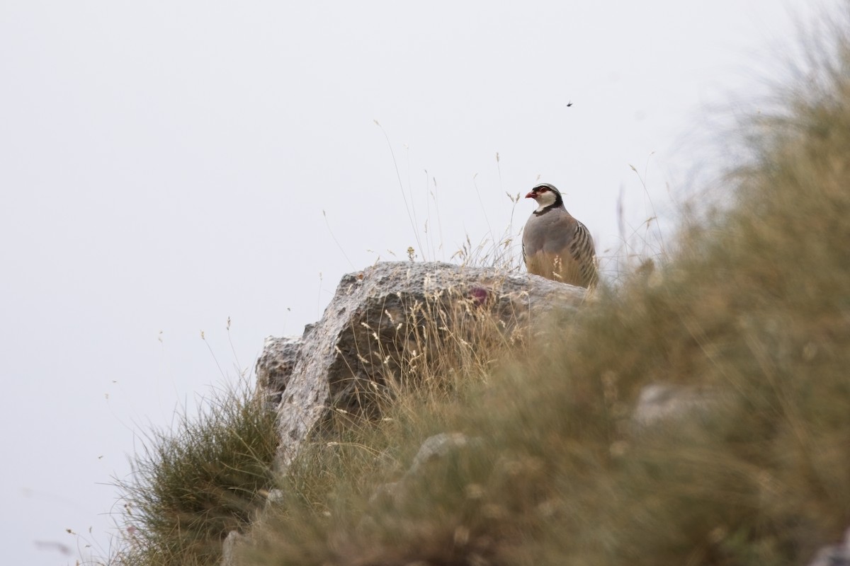 Rock Partridge - ML640656758