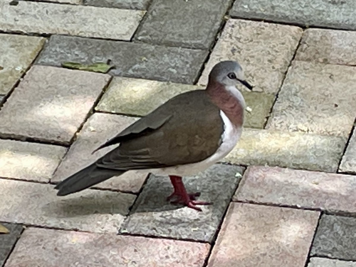 Caribbean Dove - ML640656825
